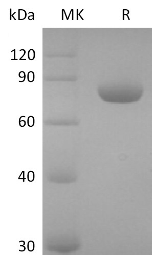 Human Nectin-2 +SDS-PAGE-3.jpg